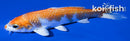 6" HARIWAKE