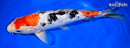 11.25" GINRIN SANKE