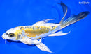 8.5" KIN KIKOKURYU BUTTERFLY