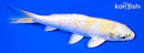6.75" LEMON HARIWAKE