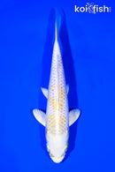 6.75" LEMON HARIWAKE