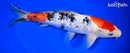 11.25" GINRIN SANKE