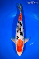 11.25" GINRIN SANKE