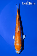 6" HARIWAKE