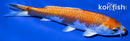 6" HARIWAKE