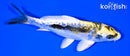 6.5" KIN KIKOKURYU
