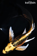 8.25" KIN KIKOKURYU BUTTERFLY