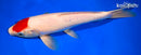 11.5" TANCHO KOHAKU