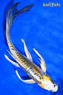 8.5" KIN KIKOKURYU BUTTERFLY