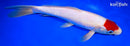 11.5" TANCHO KOHAKU