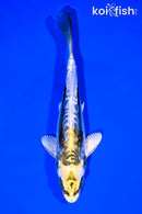 6.5" KIN KIKOKURYU