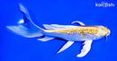 7" GINRIN LEMON HARIWAKE BUTTERFLY