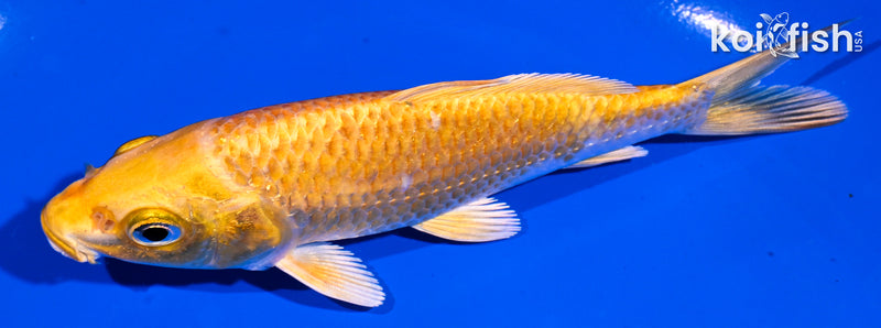 4.5" YAMABUKI OGON