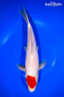 11.5" TANCHO KOHAKU