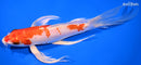 8" HARIWAKE BUTTERFLY