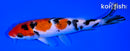 6.5" SANKE