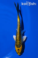 5.25" ARAGOKE KIN KIKOKURYU