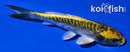 5.25" ARAGOKE KIN KIKOKURYU
