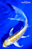 7" GINRIN LEMON HARIWAKE BUTTERFLY