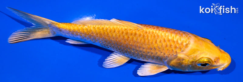 4.5" YAMABUKI OGON