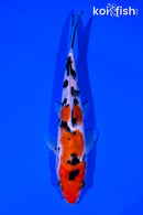 6.5" SANKE