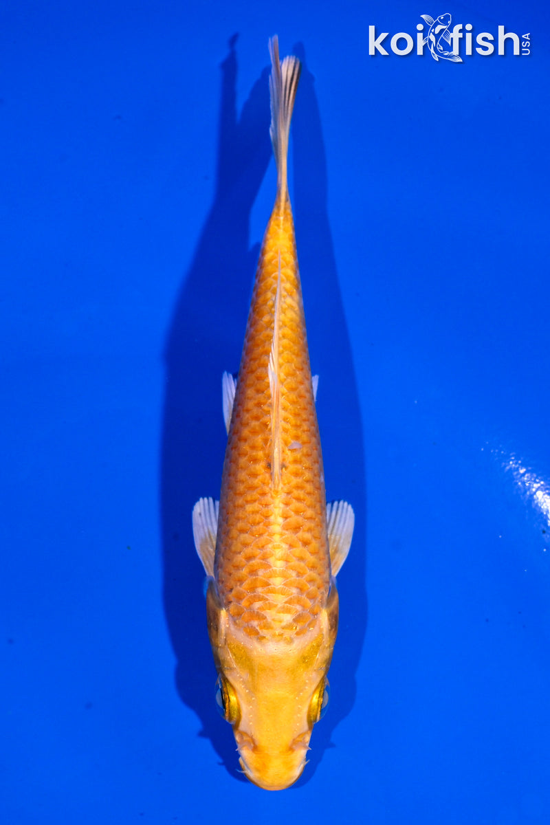 4.5" YAMABUKI OGON