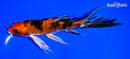 7" YAMATO NISHIKI BUTTERFLY