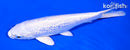 6.25" GINRIN PLATINUM OGON