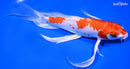 8" HARIWAKE BUTTERFLY