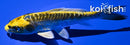 5.25" ARAGOKE KIN KIKOKURYU