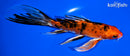 7" YAMATO NISHIKI BUTTERFLY