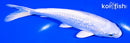 6.25" GINRIN PLATINUM OGON