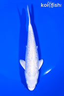 6.25" GINRIN PLATINUM OGON