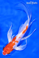 8" HARIWAKE BUTTERFLY
