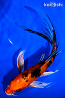 7" YAMATO NISHIKI BUTTERFLY