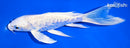 6.75" PLATINUM OGON BUTTERFLY