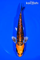 6.5" BENI KIKOKURYU