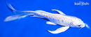 6.75" PLATINUM OGON BUTTERFLY