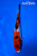 5" SANKE