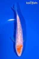 5.25" GINRIN KOHAKU