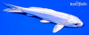 6.25" DOITSU PLATINUM OGON