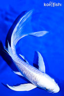 6.75" PLATINUM OGON BUTTERFLY