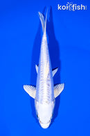 6.25" DOITSU PLATINUM OGON