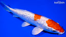 7.75" GINRIN HARIWAKE