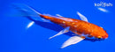 6.75" GINRIN HARIWAKE BUTTERFLY
