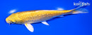 6.5" GINRIN YAMABUKI OGON