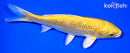6.5" GINRIN YAMABUKI OGON