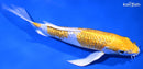 8.25" GINRIN LEMON HARIWAKE BUTTERFLY