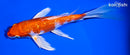 6.75" GINRIN HARIWAKE BUTTERFLY