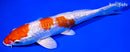 7.75" GINRIN HARIWAKE